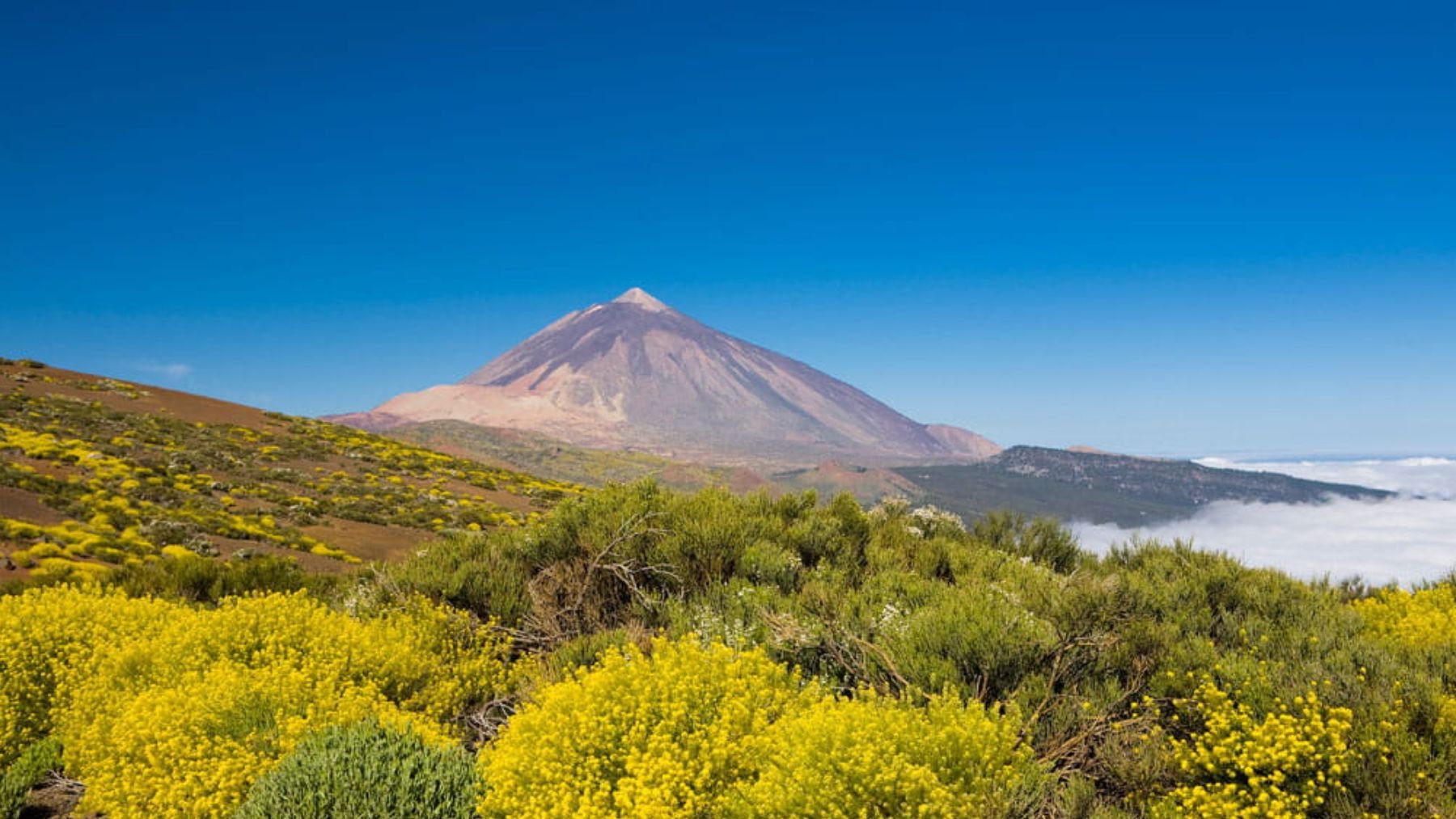 Los expertos ponen el grito en el cielo: el Teide lleva 20 siglos ‘enfermo’ por la desaparición de este árbol