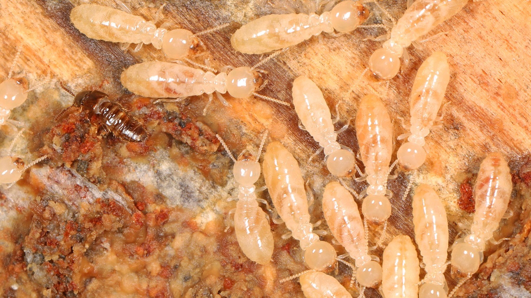 Este es el único lugar de España donde habita una de las especies invasoras más destructivas del mundo