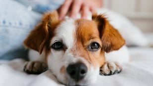 Saludar a un perro