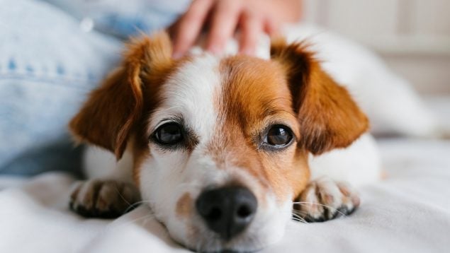 Saludar a un perro