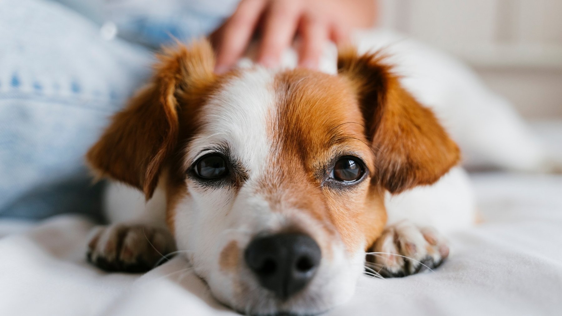 Soy adiestrador canino y ésta es la mejor forma de saludar a un perro: «te tiene que oler primero»