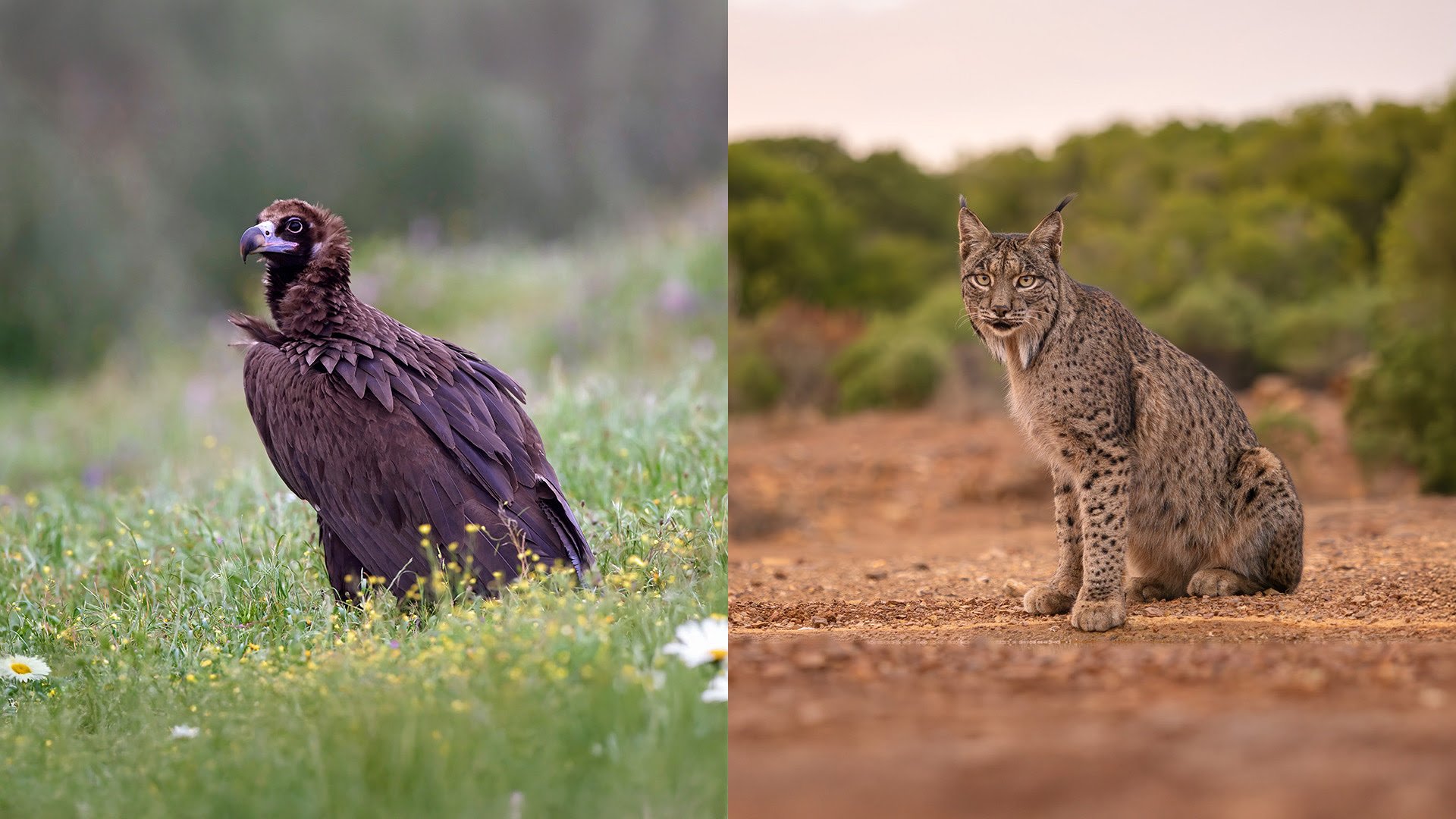 Ejemplares de buitre negro y lince ibérico como parte de las especies protegidas gracias a los proyectos de biodiversidad en los que participa Fundación Endesa.