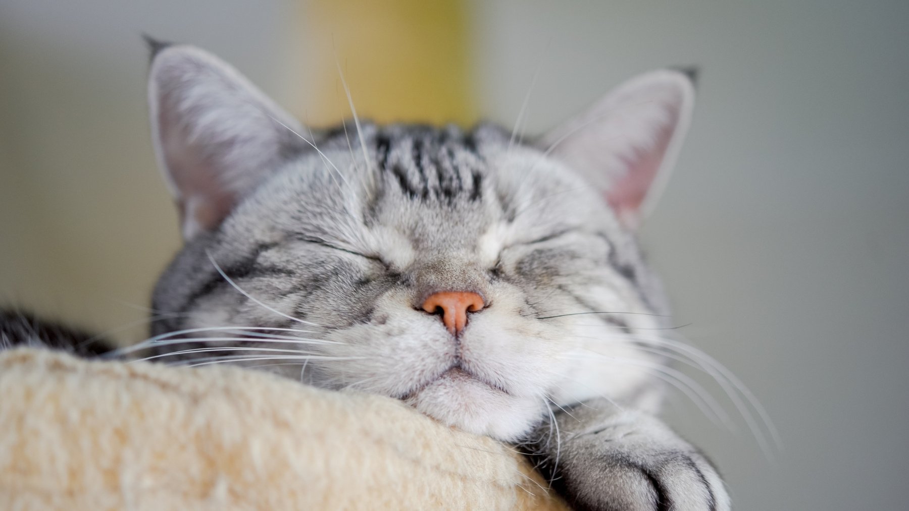 Adiós al insomnio de tu gato: el truco para que duerma mejor por la noche y está en tus manos