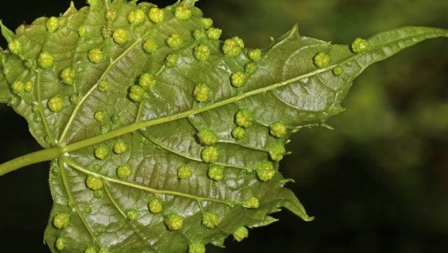 Plaga de filoxera en Tenerife, plagas islas canarias, plaga destroza viñedos en Tenerife, filoxera en las Islas Canarias, problema filoxera en Canarias.