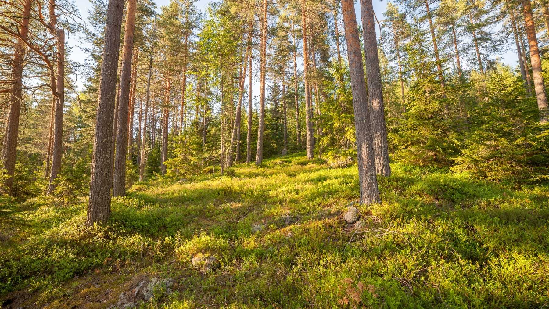 Ni Finlandia ni Suecia: el bosque a una hora de Madrid ideal para hacer senderismo este otoño