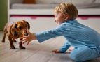 Perros, animales, mascotas