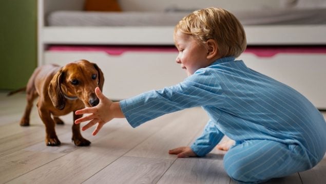 Perros, animales, mascotas