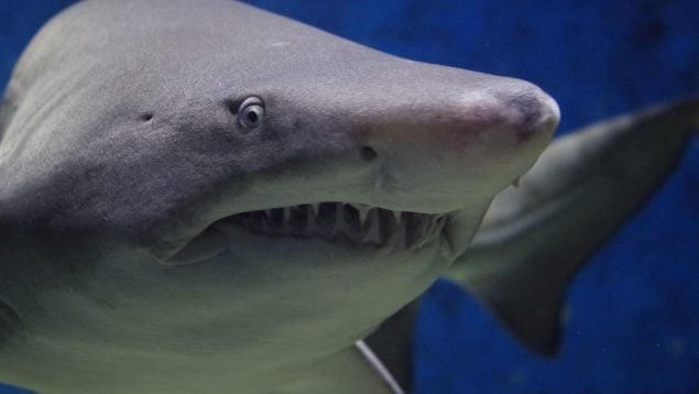 Científicos descubren por qué los tiburones están perdiendo los dientes, problema tiburón y cambio climático, cambio climático, tiburón, tiburones.