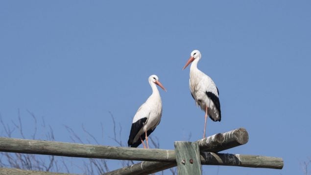 Cigüeñas, gripe aviar, naturaleza