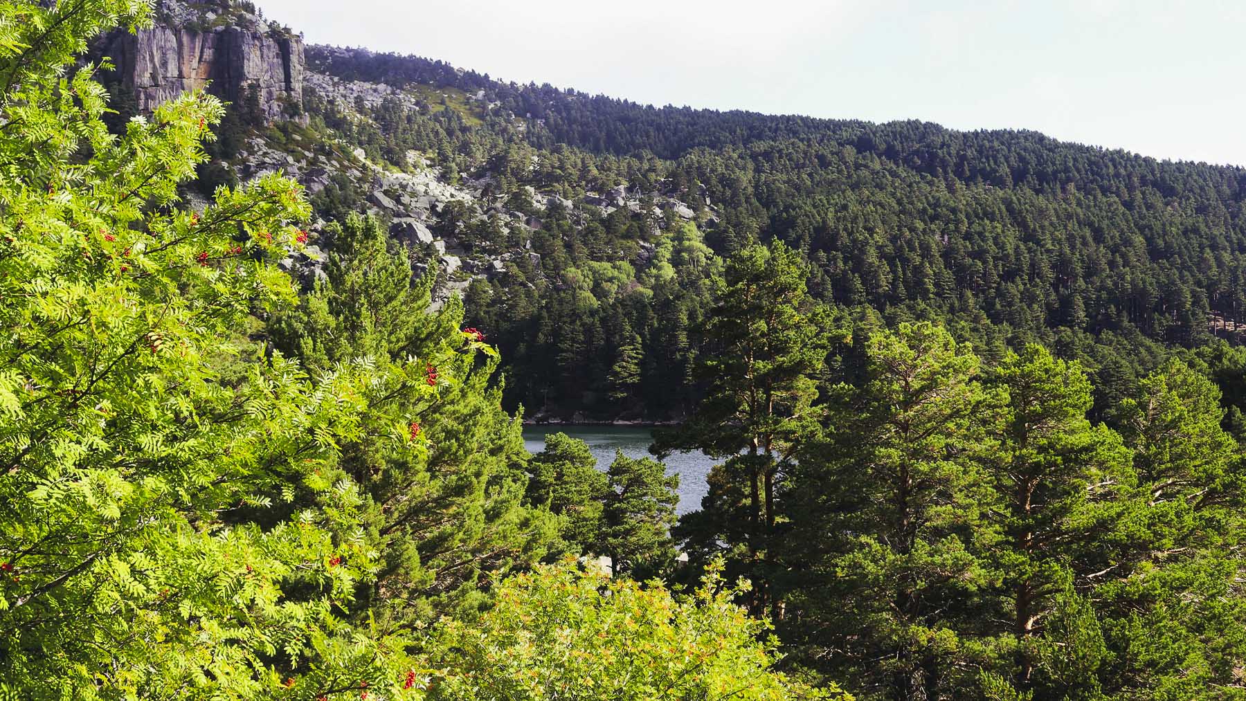 En Burgos y Soria existe una costumbre medieval que permite que el mayor pinar de Europa jamás se incendie