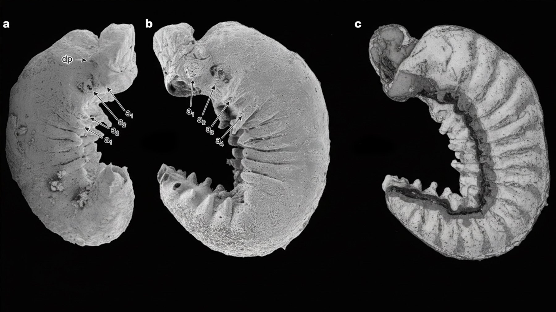 Hallazgo histórico: encuentran un fósil con 520 millones de años que tiene el cerebro y los órganos intactos