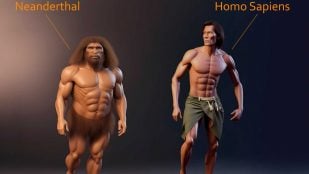 Homo sapiens