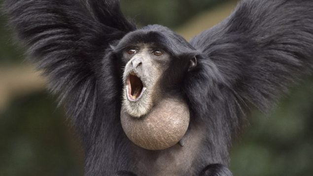 Symphalangus syndactylus, animales, primates