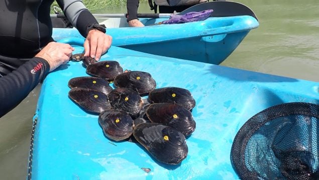 Especie en peligro crítico de extinción, Ebro, curiosidades