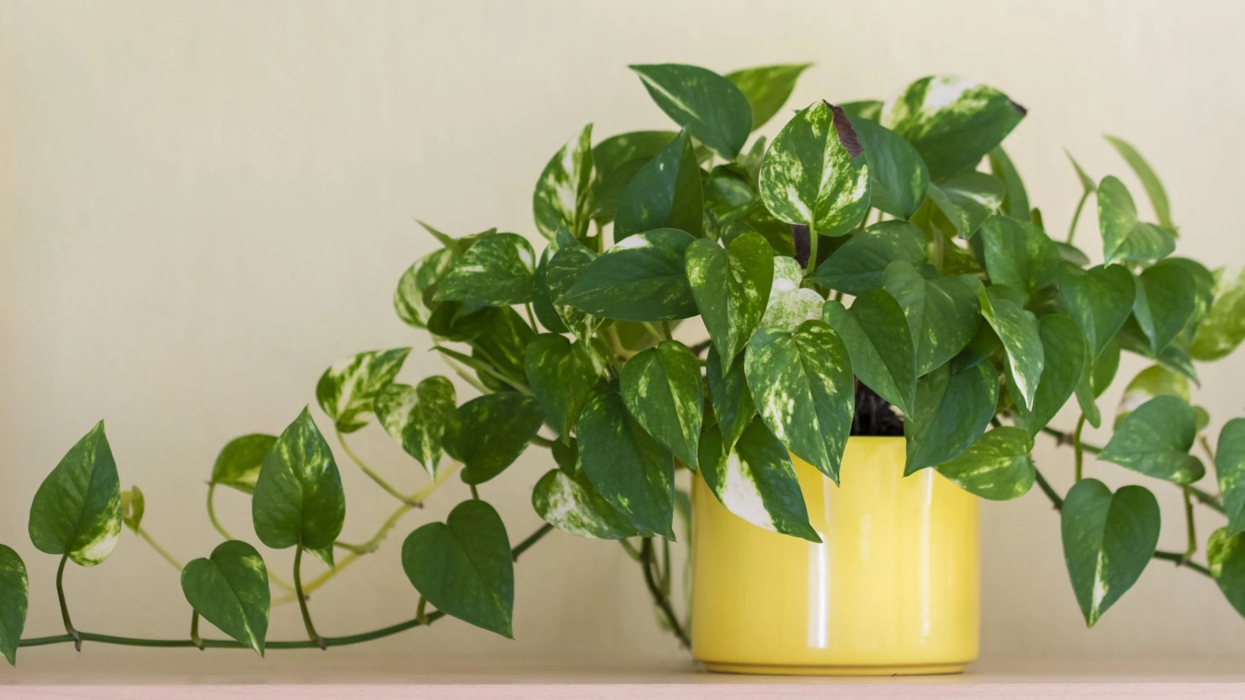 Poto, planta, Feng Shui