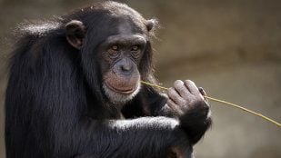 mono, chimpancé, animal