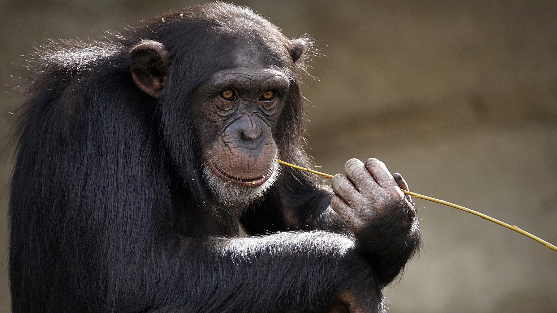Los científicos no se lo creen; Los chimpancés beben alcohol y no solo les gusta ….
