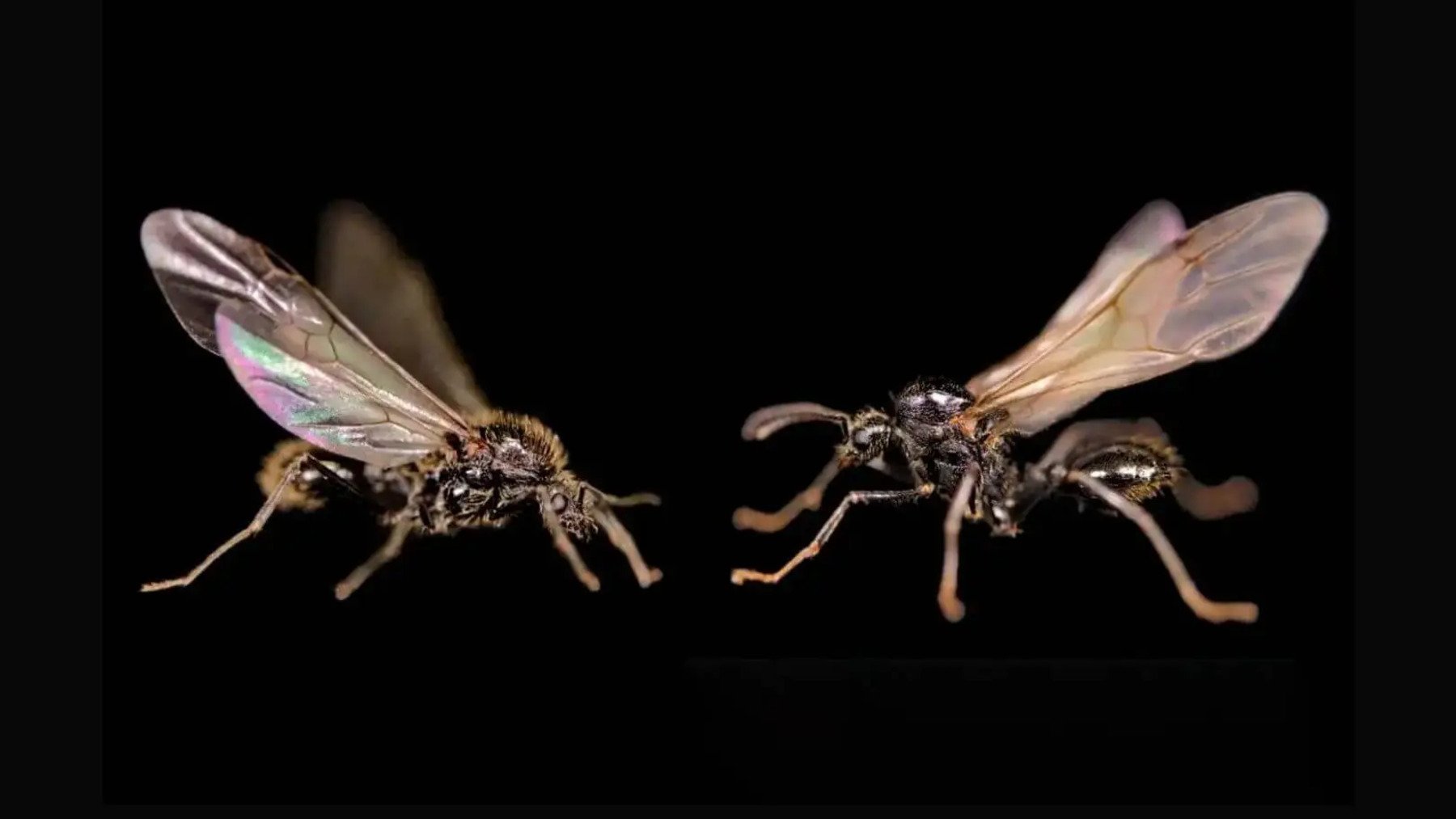 Hormiga ‘Messor ibericus’. Foto: Jonathan Romiguier.