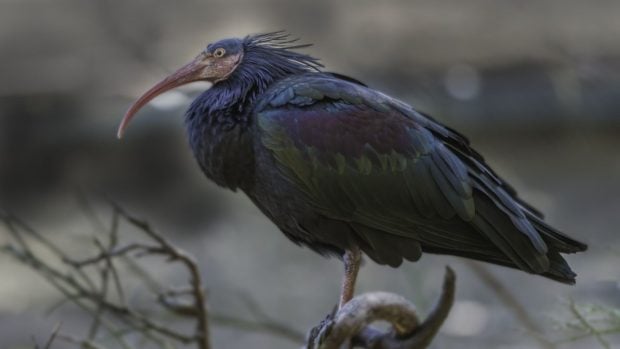 Ibis eremita, aves, animal, especies en peligro de extinción