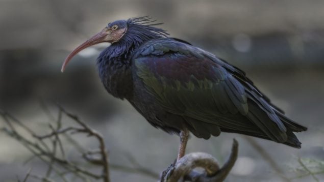 Ibis eremita, aves, animal, especies en peligro de extinción