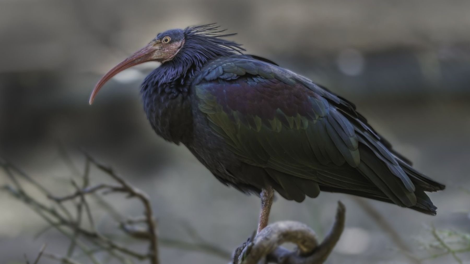 Ibis eremita. Foto: SEO BirdLife