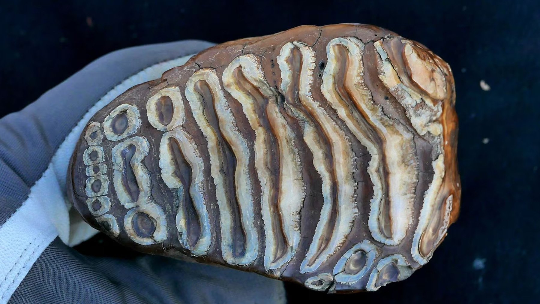 Hallazgo asombroso: un mamut de hace 1 millón de años contiene el ADN microbiano más antiguo que se conoce