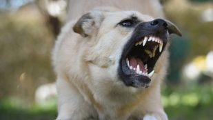 El perro más agresivo