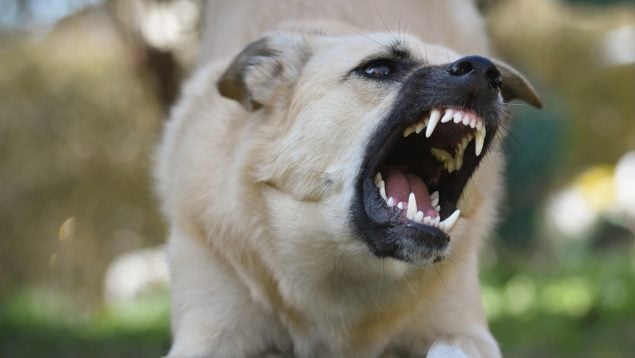 El perro más agresivo