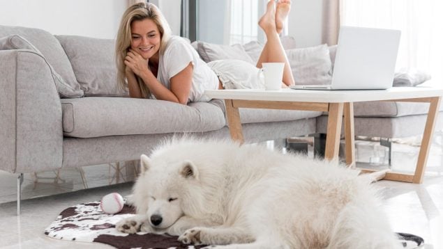 Perro, animales, mascotas