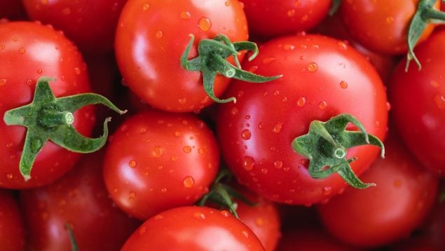 Plagas más dañinas con el tomate español, plagas peligrosas en agricultura de España, araña roja en Almería, plagas resistentes a altas y bajas temperaturas, plagas que afectan a berenjenas.
