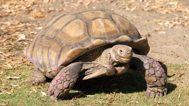 Tortuga, Siria, descubrimiento