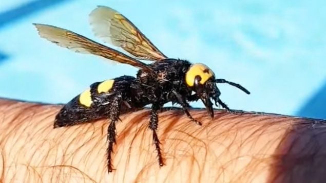 Avispa mamut, naturaleza, insectos