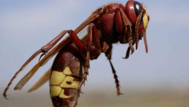 Avispa oriental, Andalucía, insectos
