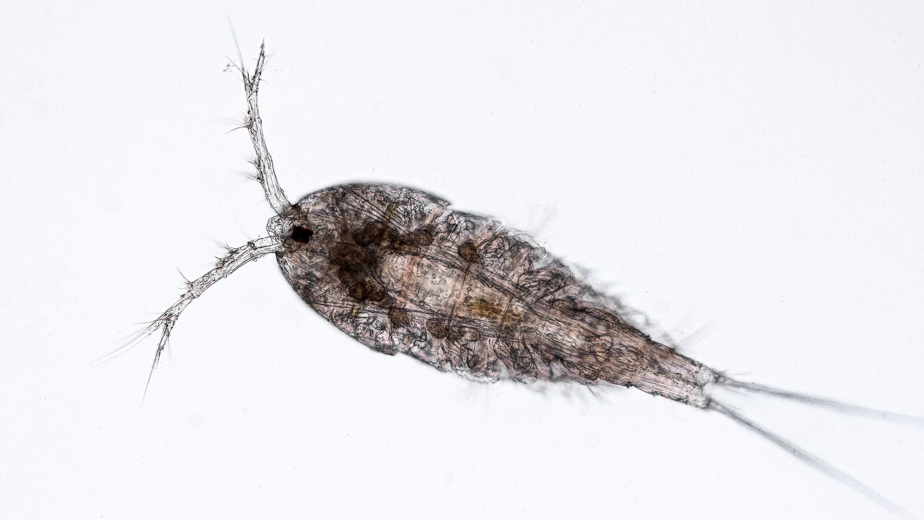 Copépodo al microscopio. Este pequeño crustáceo forma parte del zooplancton.