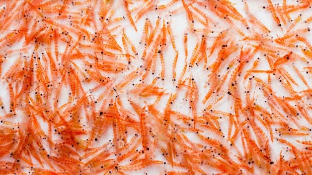 Krill antártico.
