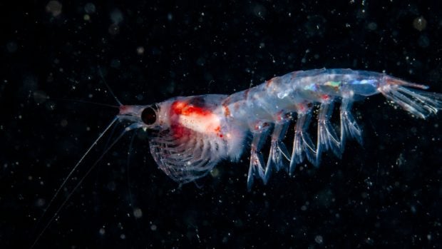 Krill, el zooplancton más amenazado por la pesca. 