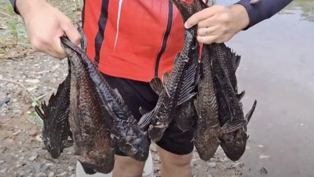 Hypostomus plecostomus, pez, especie invasora