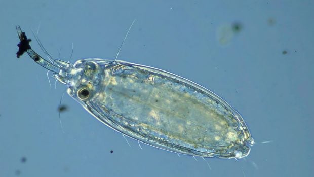 Pulga de agua (zooplancton) al microscopio.