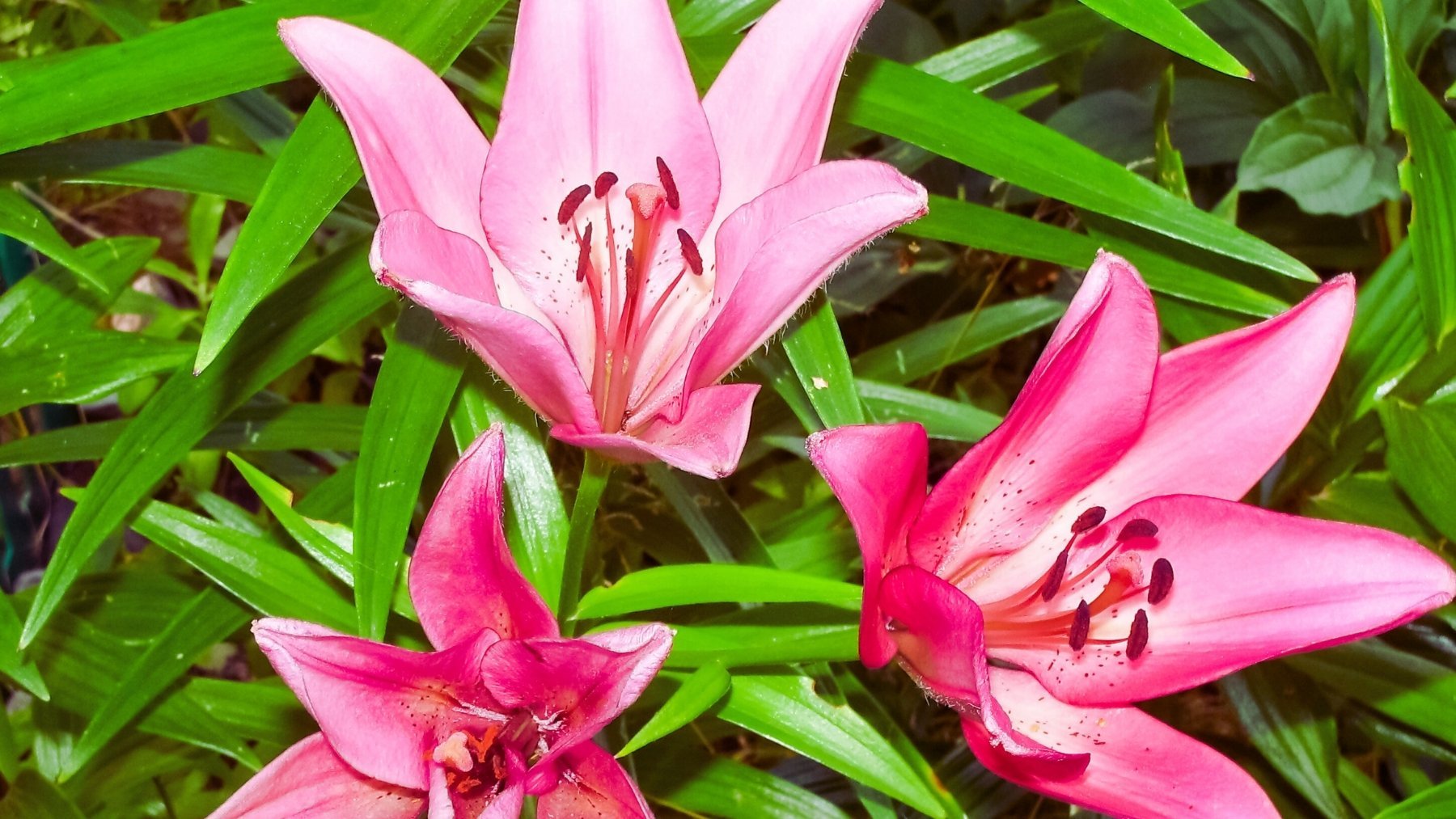 Lo utilizan en Japón a todas horas: el método para mantener las plantas en flor que deberíamos usar en España