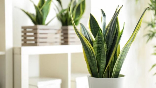 Lidl planta