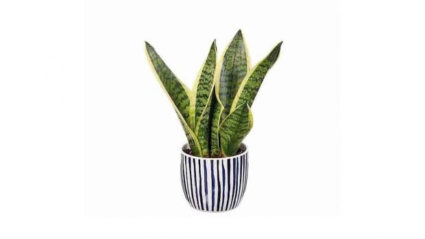 Lidl planta