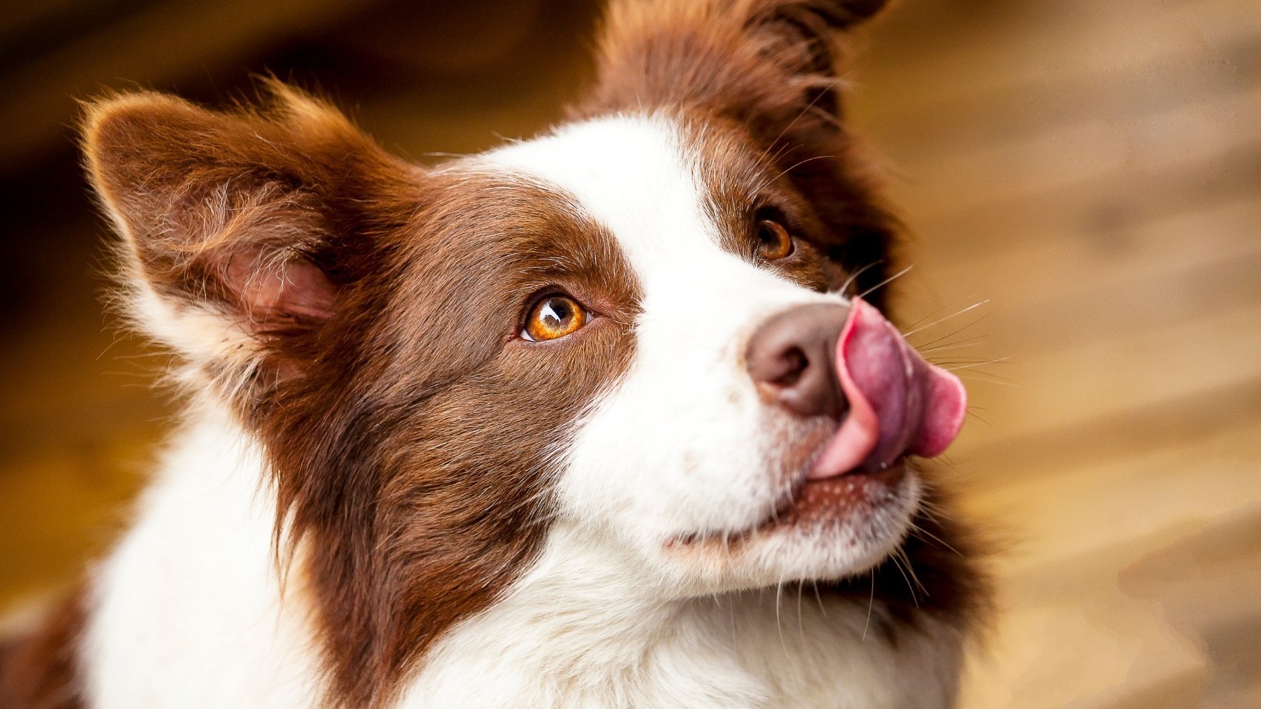 Tu perro no te lame porque te quiera con locura: ésta es la razón más común