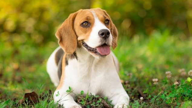 Las razas de perro