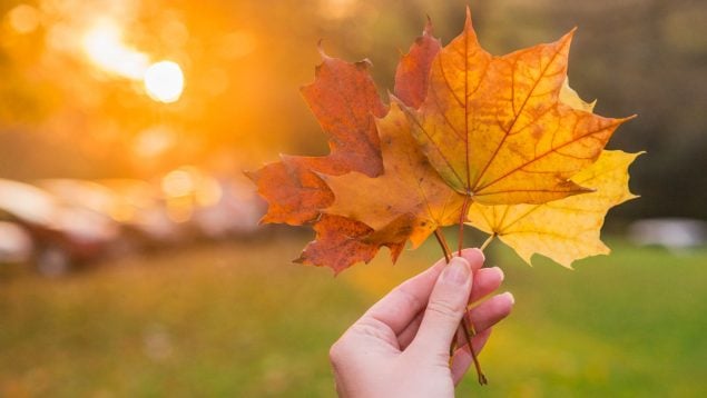 otoño Comunidad Valenciana
