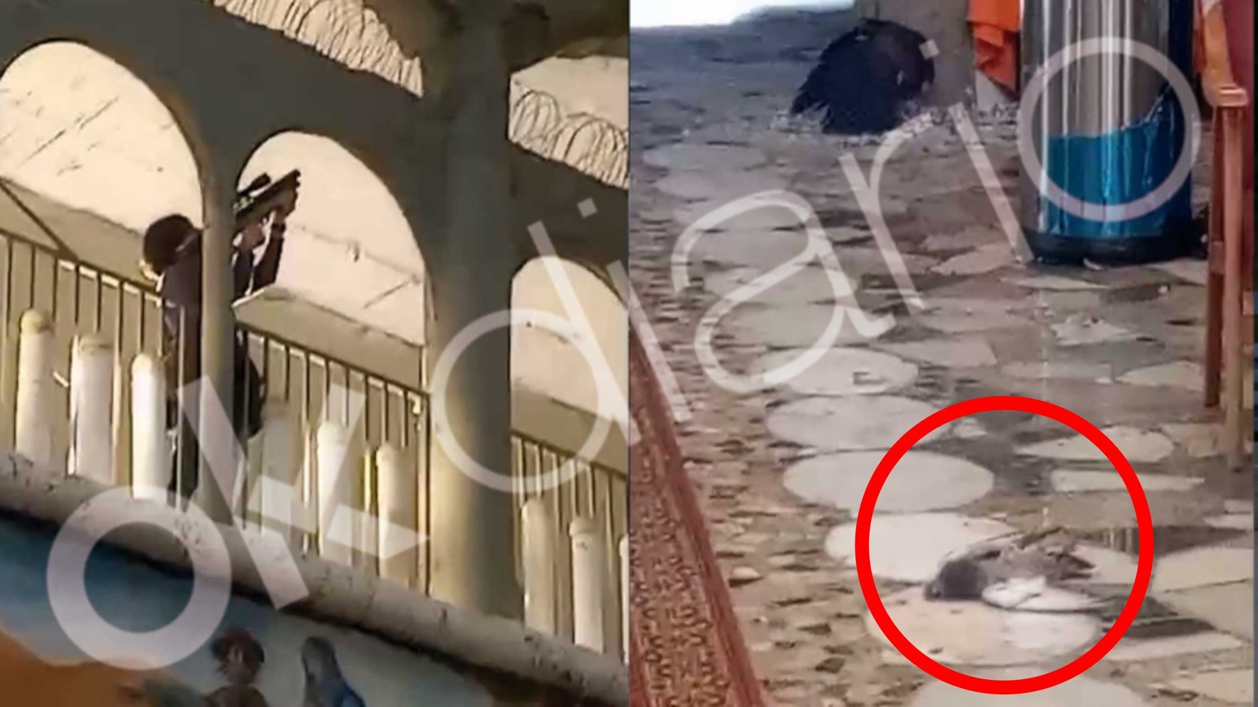 El ‘animalista’ padre Ángel pidió exterminar las palomas de la catedral de Justo: el vídeo de la cacería