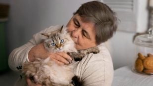 Gato, felino, animal, mascota, curiosidades