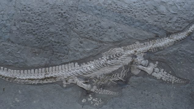 Especie nueva
