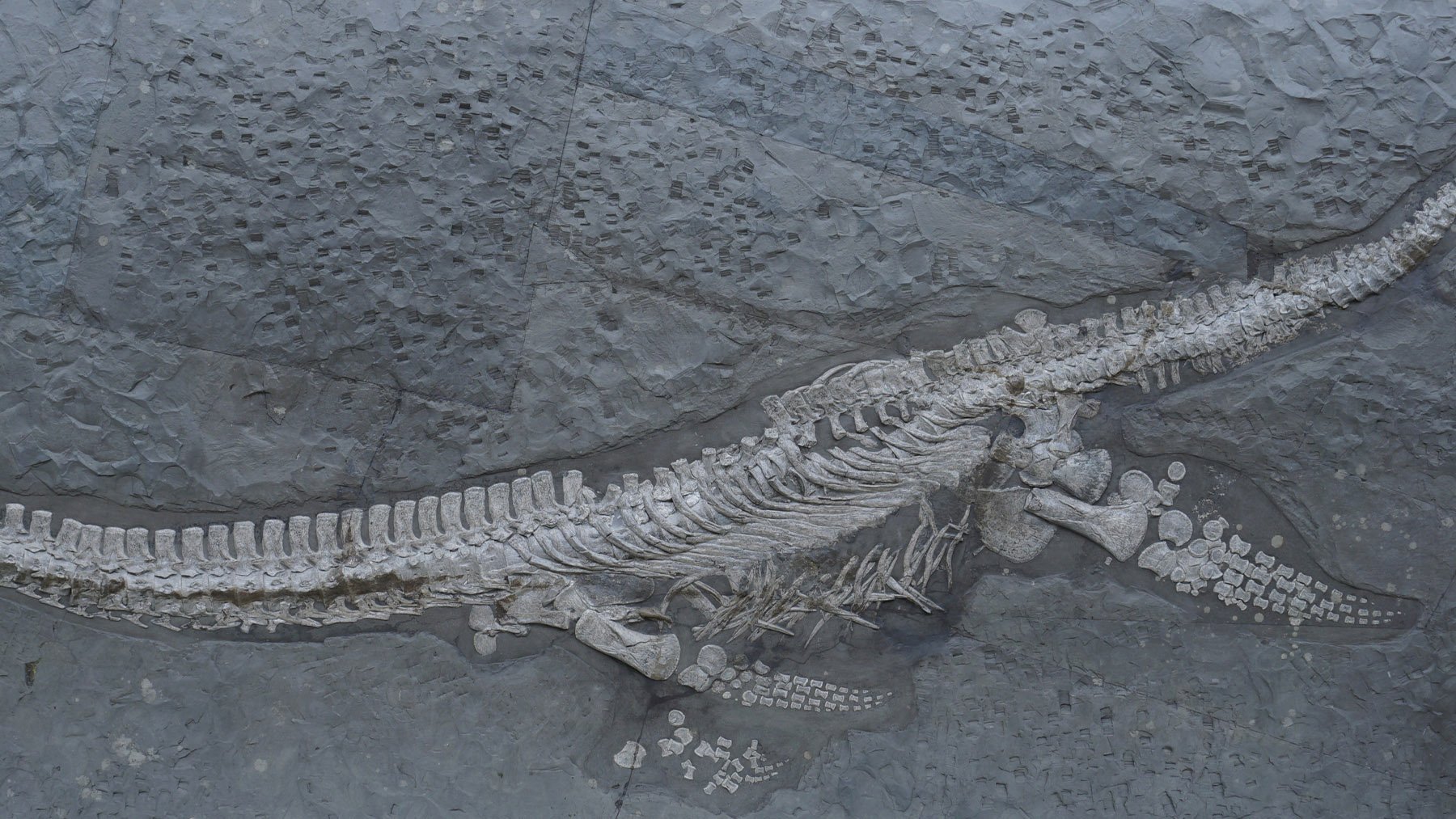 Bombazo en la paleontología: un fósil de hace 183 millones de años resulta pertenecer a una especie nueva