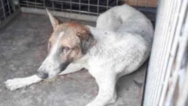 Detectado un nuevo caso de rabia en Melilla tras la entrada de un perro desde Marruecos