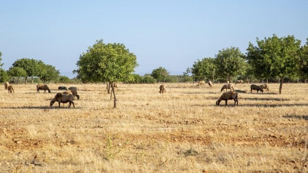 vacunadas lengua azul Mallorca explotaciones ganaderas